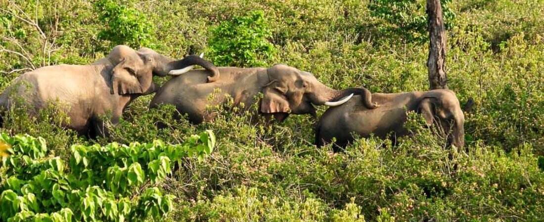 Elephants can socialise and forage in all-male groups, shows study
