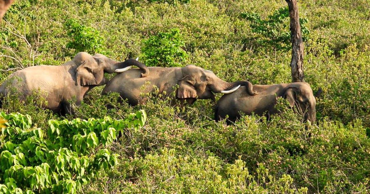 Elephants can socialise and forage in all-male groups, shows study