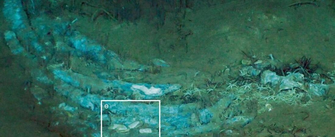 At the bottom of the Indian Ocean, researchers find 5.3-million-year-old whale necropolis