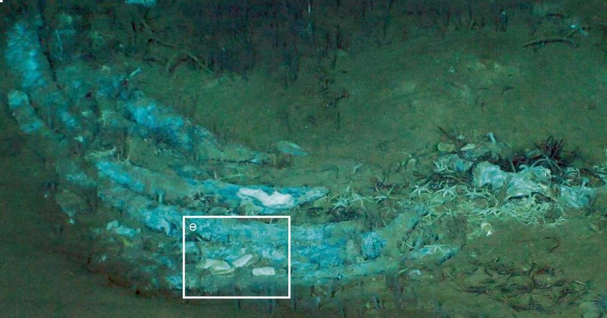 At the bottom of the Indian Ocean, researchers find 5.3-million-year-old whale necropolis