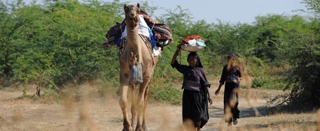 In Gujarat, pastoral nomads are losing ties with grass preserves