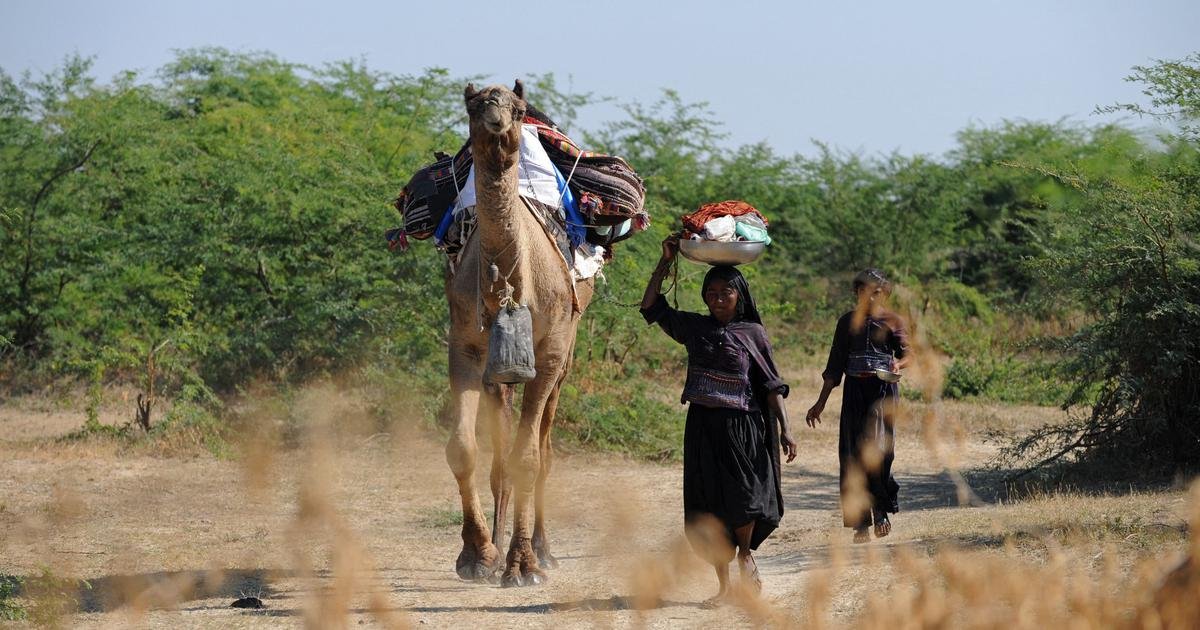 In Gujarat, pastoral nomads are losing ties with grass preserves