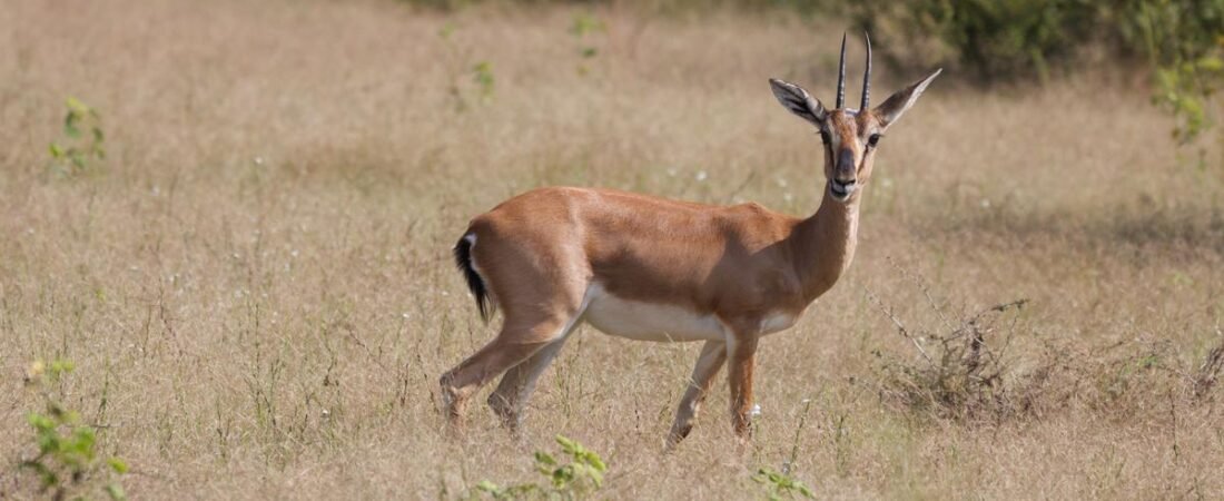 Chinkaras could lose habitat to climate change, says study