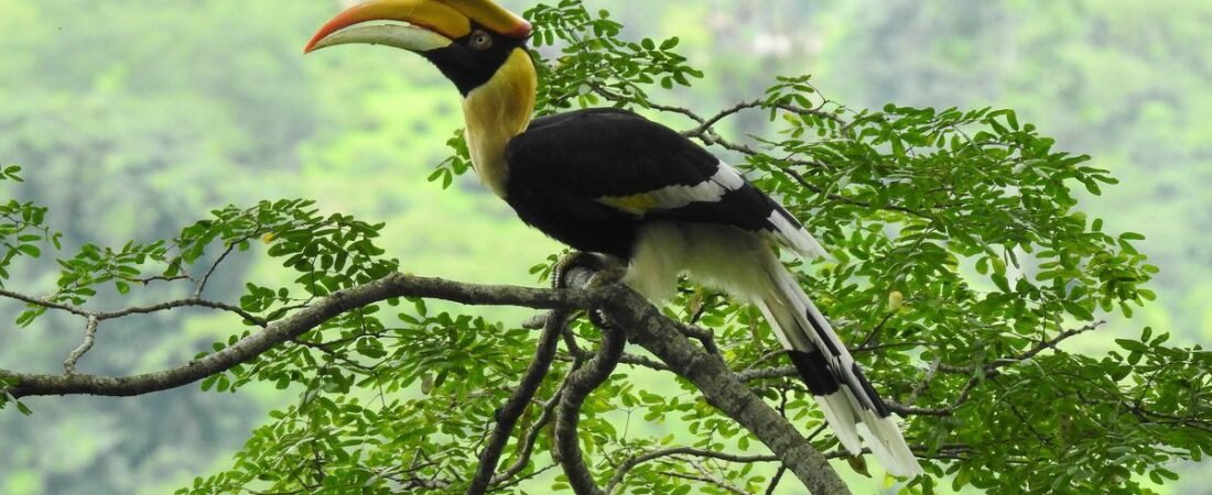 Folktale: A hunter’s daughter falls sick from a curse once he begins poaching in the forests