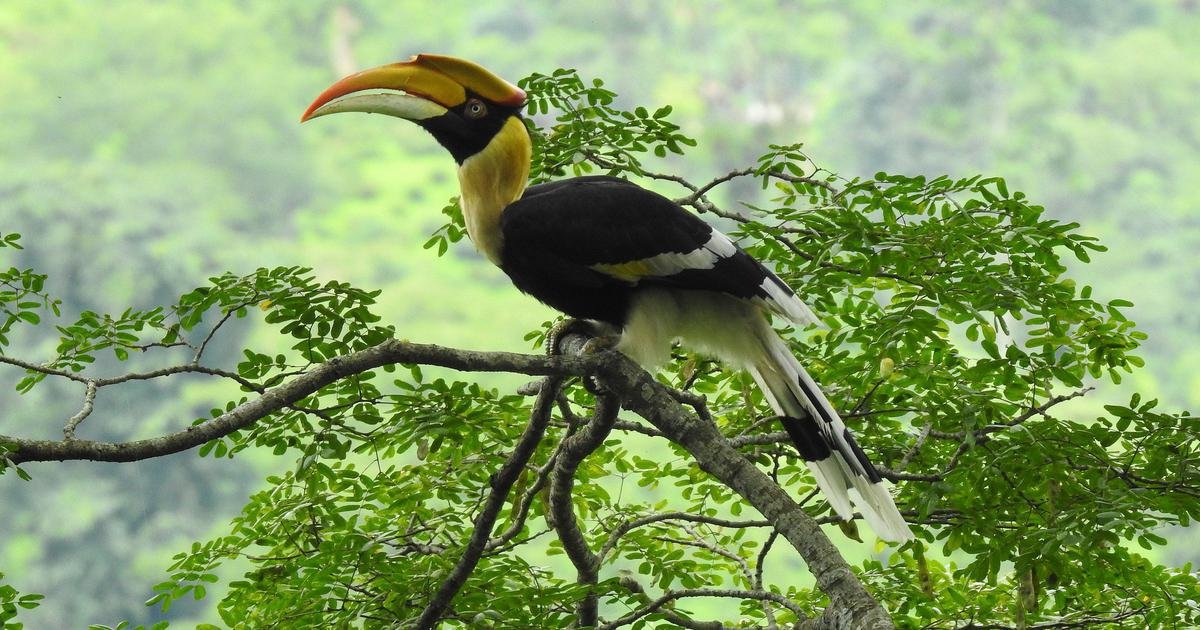 Folktale: A hunter’s daughter falls sick from a curse once he begins poaching in the forests