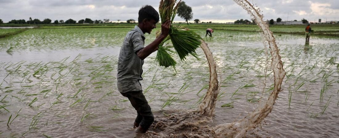 Kharif sowing falls 22.7% amid delayed monsoon