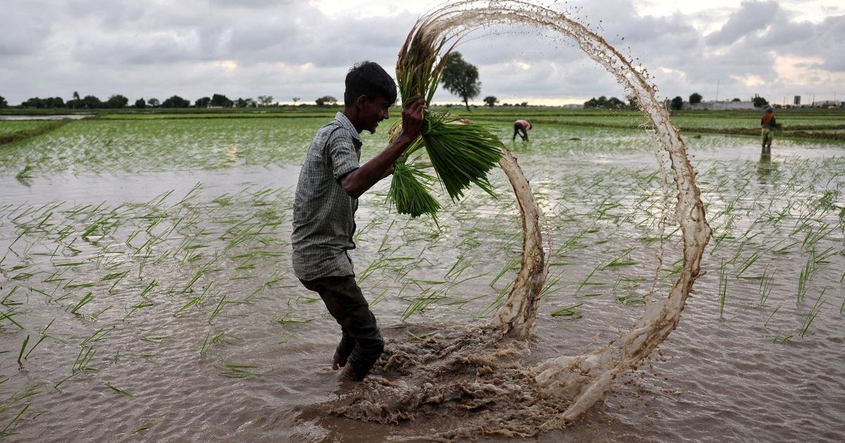 Kharif sowing falls 22.7% amid delayed monsoon