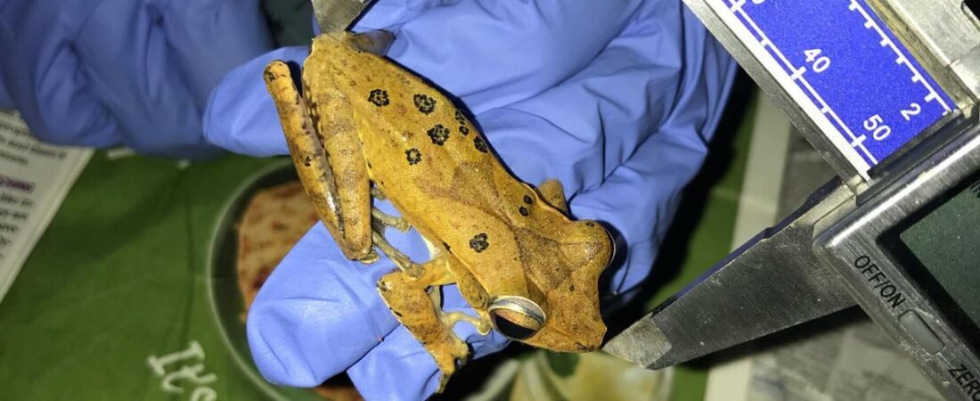 Urbanisation in the Western Ghats could be altering frogs, says study