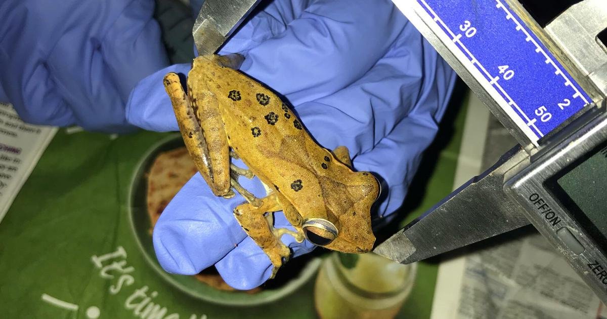 Urbanisation in the Western Ghats could be altering frogs, says study