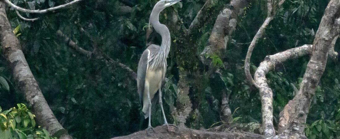 Arunachal Pradesh: Dam project could destroy habitat of white bellied heron, other endemic species