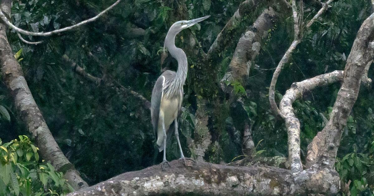 Arunachal Pradesh: Dam project could destroy habitat of white bellied heron, other endemic species