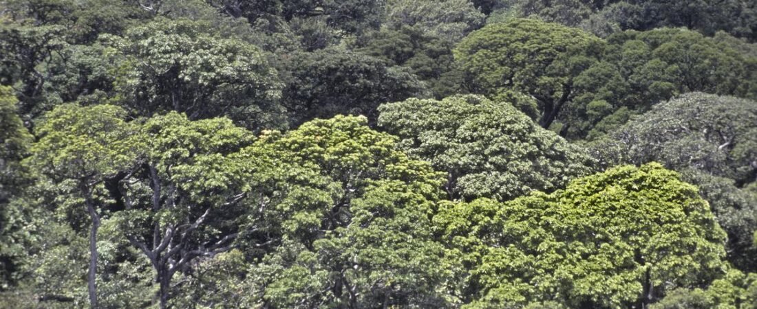 In a new book, naturalist TR Shankar Raman writes about how Kalakad’s rainforest transformed him