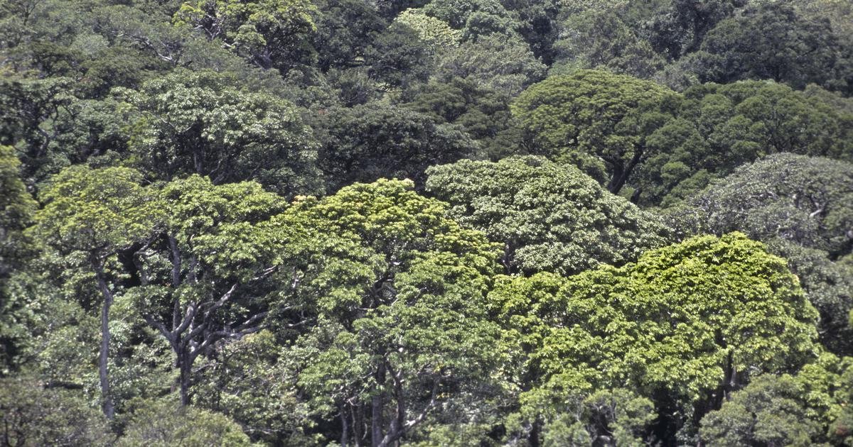 In a new book, naturalist TR Shankar Raman writes about how Kalakad’s rainforest transformed him