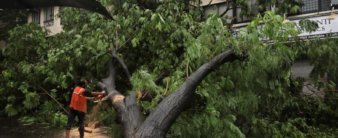 Why are so many trees falling in Mumbai?