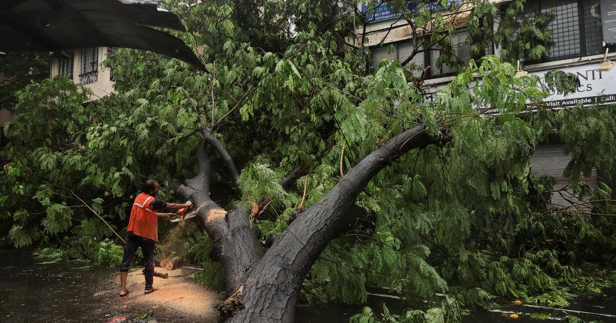 Why are so many trees falling in Mumbai?