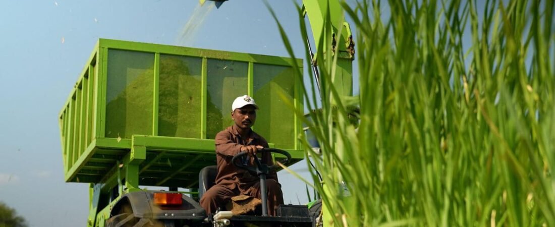 Eco India: How Napier grass is helping Marathwada’s farmers cope with water stress