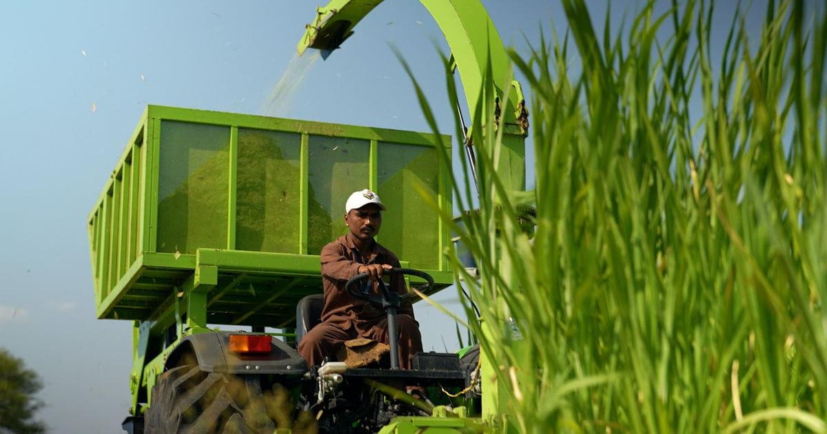 Eco India: How Napier grass is helping Marathwada’s farmers cope with water stress